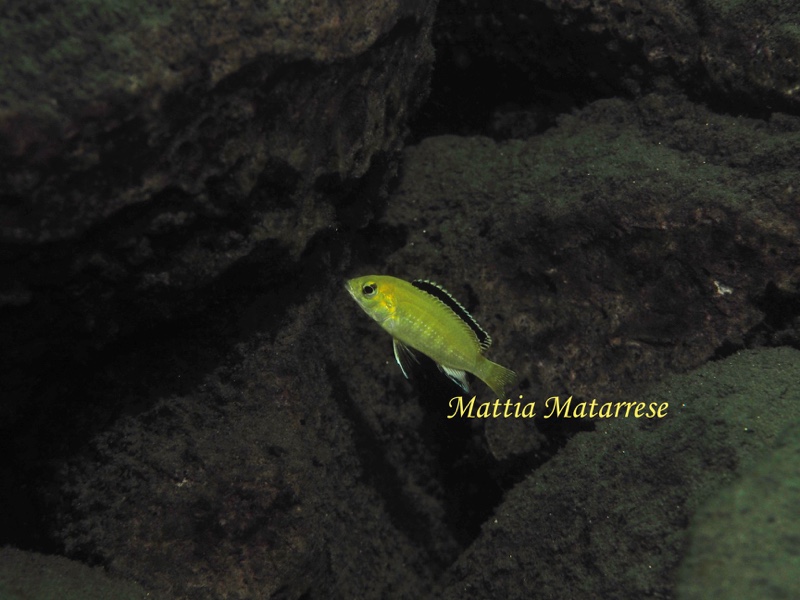 Labidochromis caeruleus 'Lion's Cove'